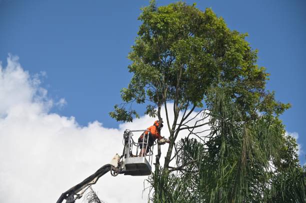 Best Weed Control  in East Palatka, FL